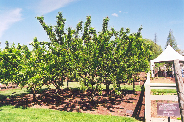 Mount Royal Plum (Prunus 'Mount Royal') at Wagner Nursery & Landscape