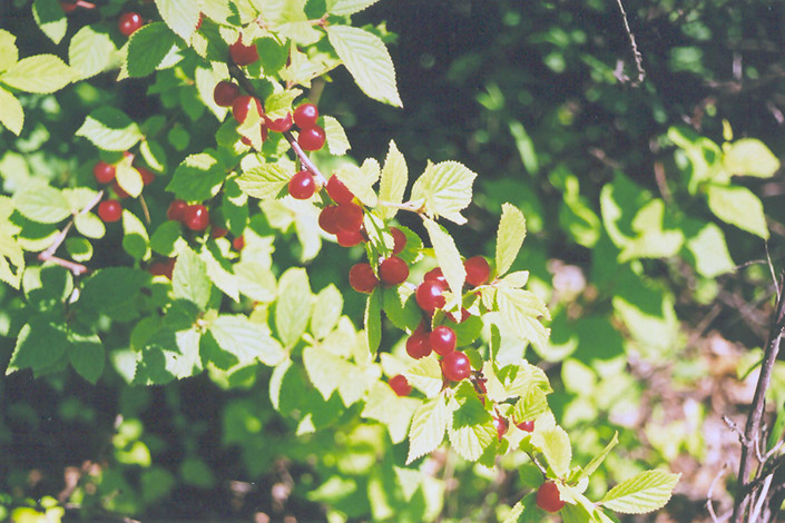 Nanking Cherry (Prunus tomentosa) at Wagner Nursery & Landscape
