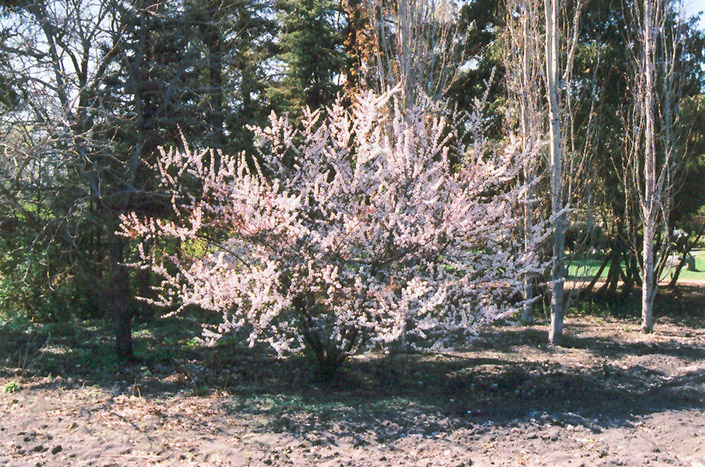 Nanking Cherry (Prunus tomentosa) at Wagner Nursery & Landscape