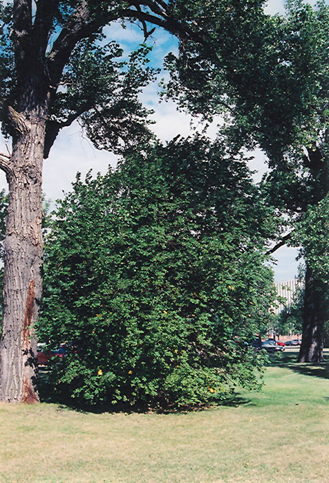 Chokecherry (Prunus virginiana) at Wagner Nursery & Landscape