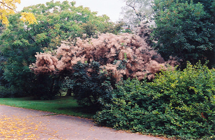 Smokebush (Cotinus coggygria) at Wagner Nursery & Landscape