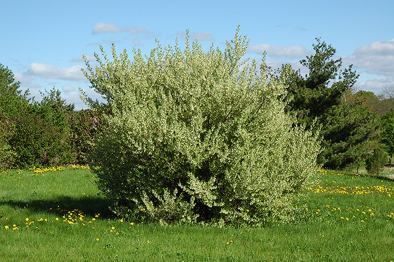 Silverberry (Elaeagnus commutata) at Wagner Nursery & Landscape