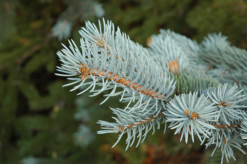 Blue Colorado Spruce (Picea pungens 'var. glauca') at Wagner Nursery & Landscape