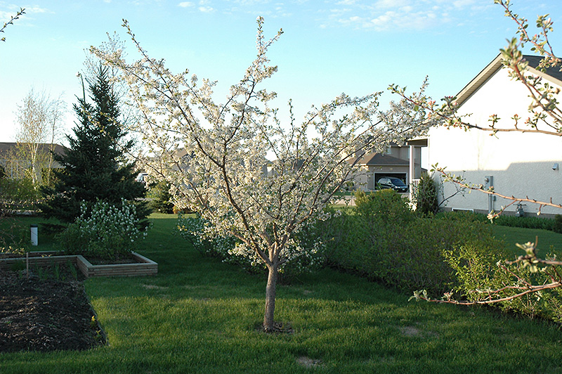 Pembina Plum (Prunus 'Pembina') at Wagner Nursery & Landscape