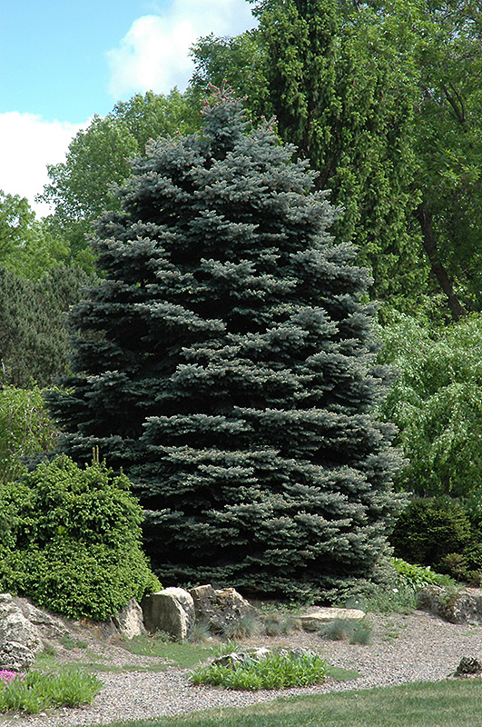 Fat Albert Blue Spruce (Picea pungens 'Fat Albert') at Wagner Nursery & Landscape