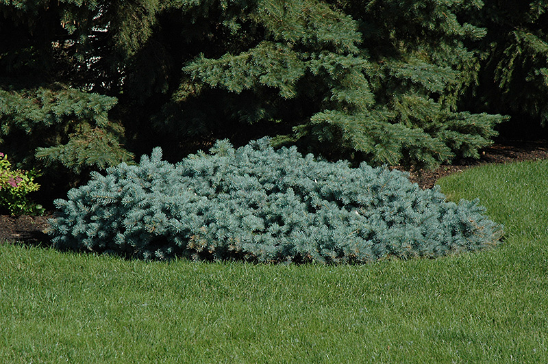 St. Mary's Broom Creeping Blue Spruce (Picea pungens 'St. Mary's Broom') at Wagner Nursery & Landscape