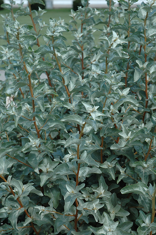 Silverberry (Elaeagnus commutata) at Wagner Nursery & Landscape