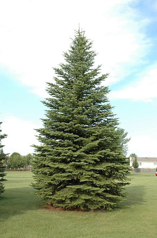Colorado Spruce (Picea pungens) at Wagner Nursery & Landscape