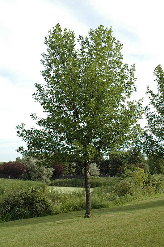 Summit Green Ash (Fraxinus pennsylvanica 'Summit') at Wagner Nursery & Landscape
