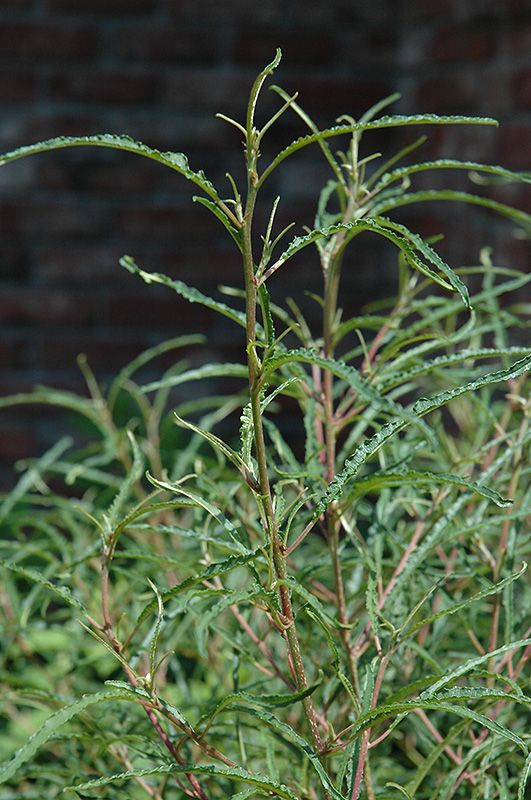 Fine Line Fern Leaf Buckthorn (Rhamnus frangula 'Ron Williams') at Wagner Nursery & Landscape