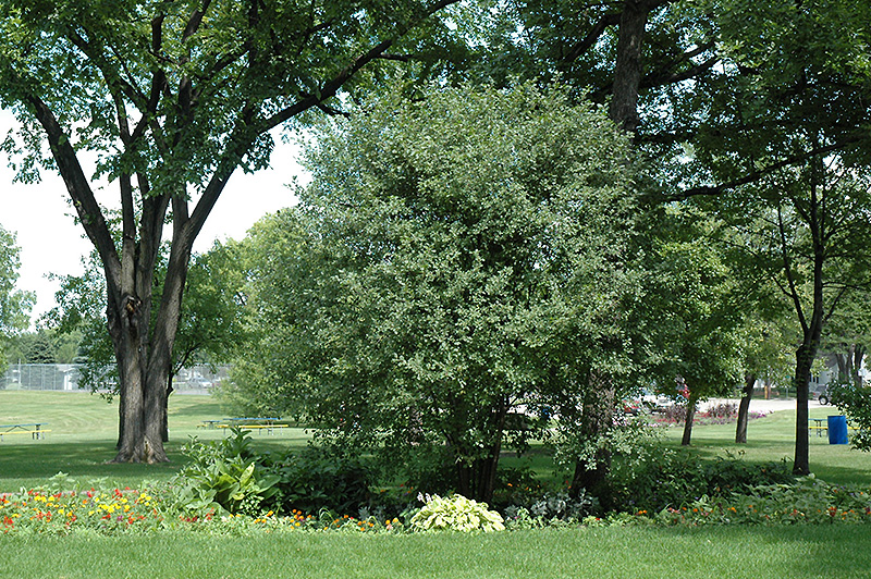 Glossy Buckthorn (Rhamnus frangula) at Wagner Nursery & Landscape