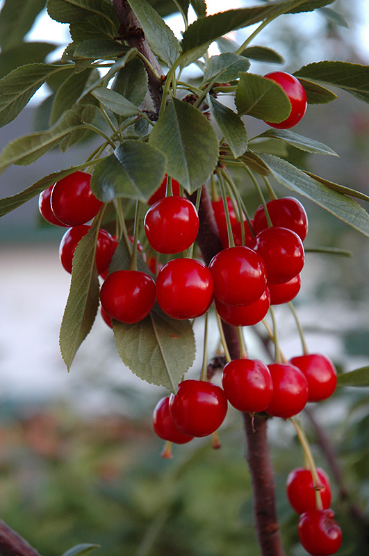 Evans Cherry (Prunus 'Evans') at Wagner Nursery & Landscape
