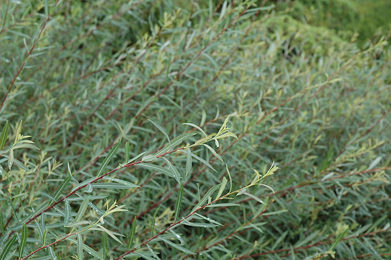 Creeping Arctic Willow (Salix purpurea 'Nana') at Wagner Nursery & Landscape