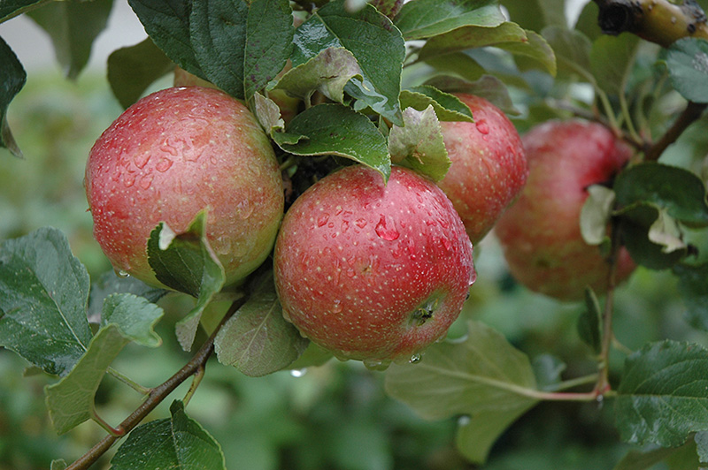 Sweet Sixteen Apple (Malus 'Sweet Sixteen') at Wagner Nursery & Landscape