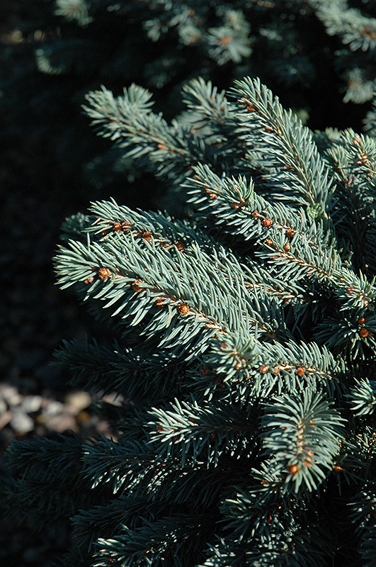 Waldbrunn Blue Spruce (Picea pungens 'Waldbrunn') at Wagner Nursery & Landscape