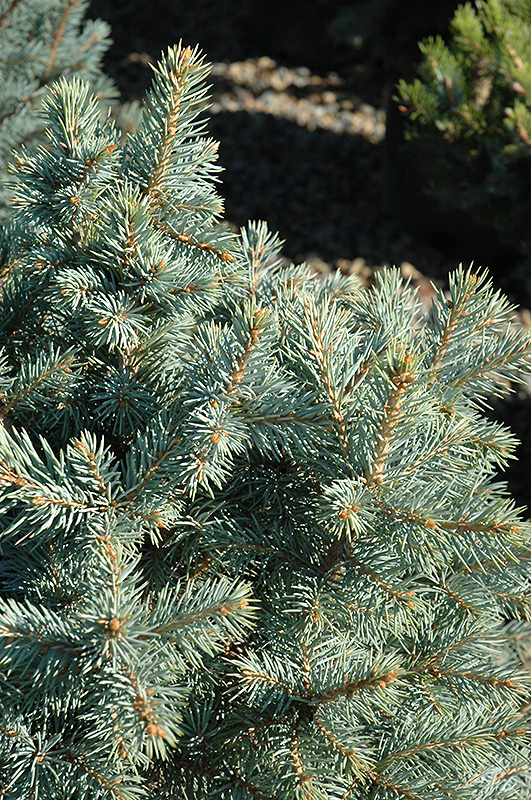 Sester Dwarf Blue Spruce (Picea pungens 'Sester Dwarf') at Wagner Nursery & Landscape
