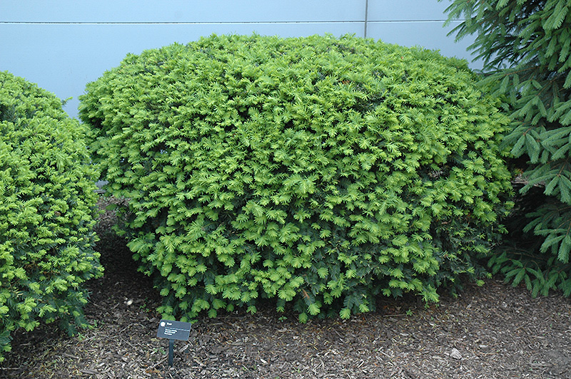 Densiformis Yew (Taxus x media 'Densiformis') at Wagner Nursery & Landscape