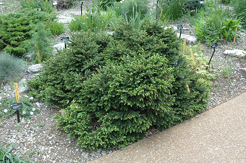 Pumila Norway Spruce (Picea abies 'Pumila') at Wagner Nursery & Landscape