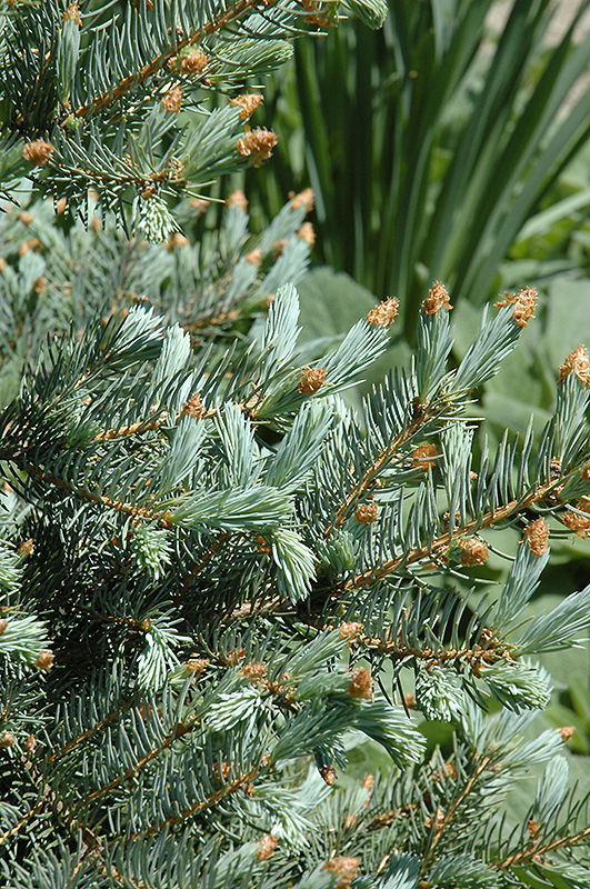 Blue Mesa Blue Spruce (Picea pungens 'Blue Mesa') at Wagner Nursery & Landscape