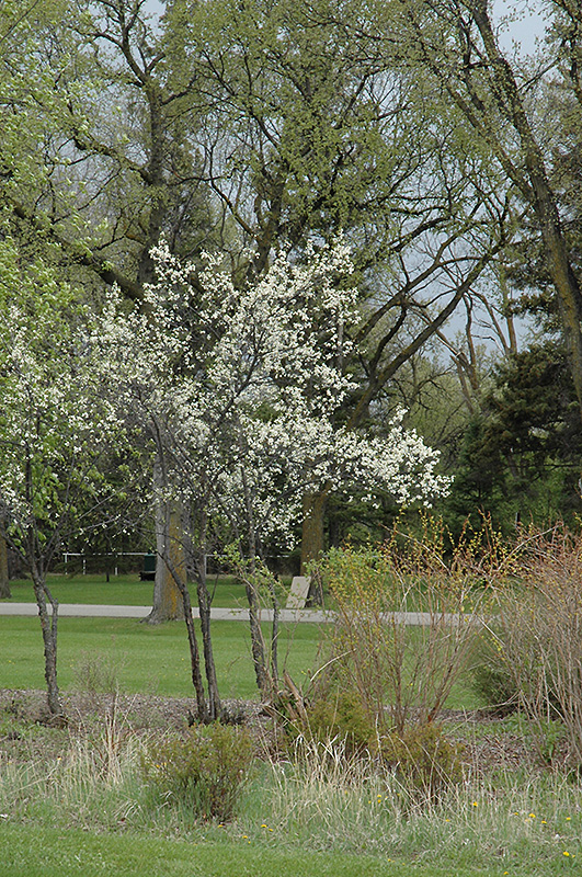 Toka Plum (Prunus 'Toka') at Wagner Nursery & Landscape
