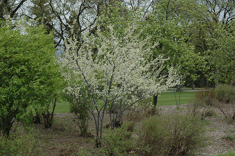 Waneta Plum (Prunus 'Waneta') at Wagner Nursery & Landscape