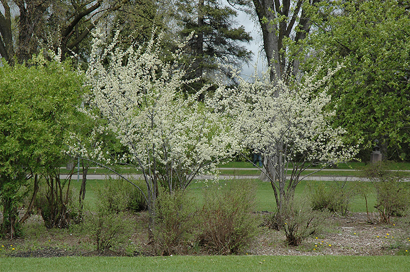 Pipestone Plum (Prunus 'Pipestone') at Wagner Nursery & Landscape