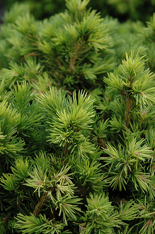 Tompa Dwarf Spruce (Picea abies 'Tompa') at Wagner Nursery & Landscape