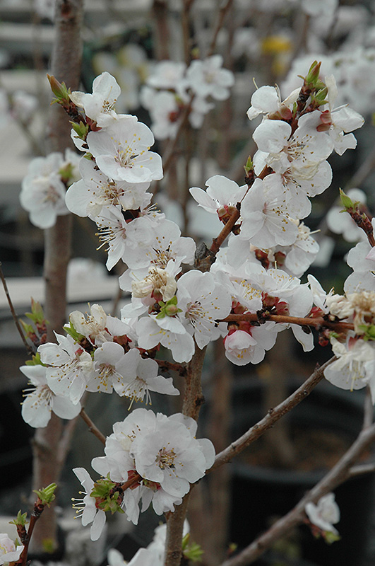 Moongold Apricot (Prunus 'Moongold') at Wagner Nursery & Landscape