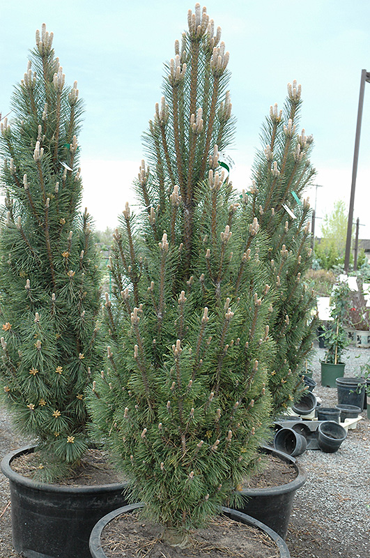Komet Dwarf Austrian Pine (Pinus nigra 'Komet') at Wagner Nursery & Landscape