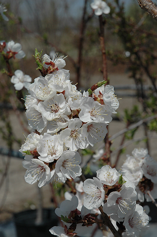 Sungold Apricot (Prunus 'Sungold') at Wagner Nursery & Landscape