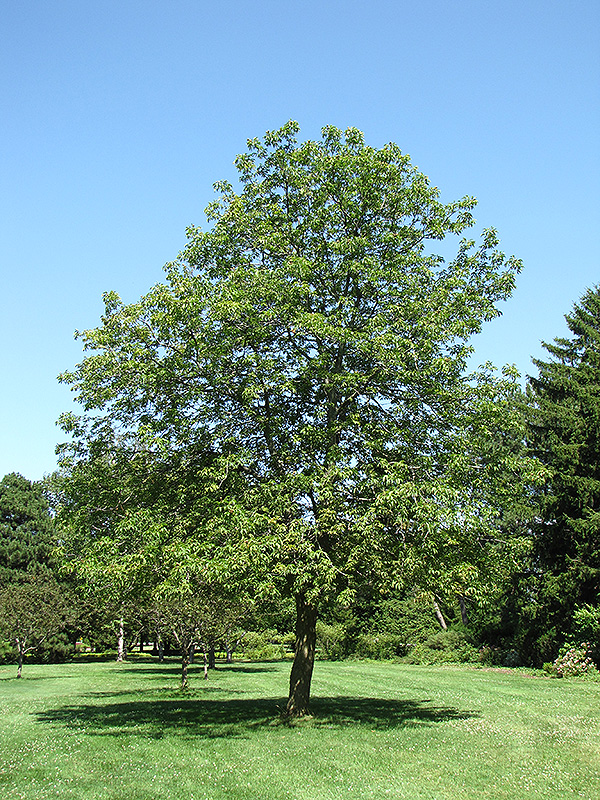 Ohio Buckeye (Aesculus glabra) at Wagner Nursery & Landscape