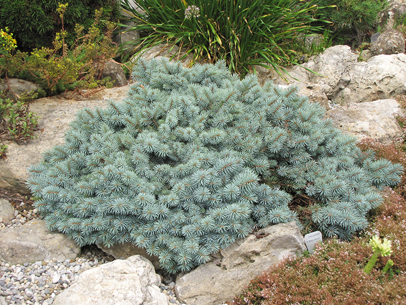 St. Mary's Broom Creeping Blue Spruce (Picea pungens 'St. Mary's Broom') at Wagner Nursery & Landscape