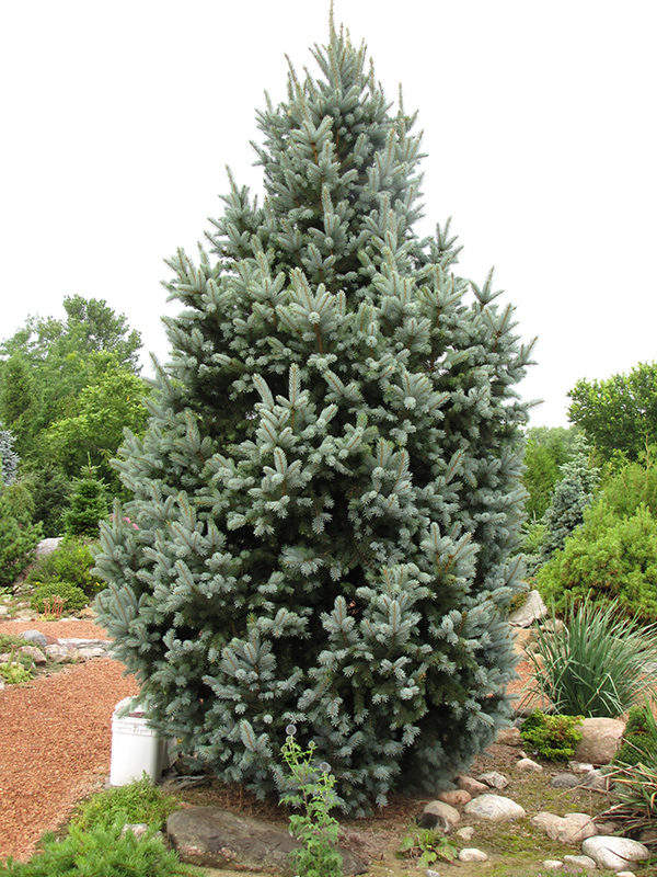 Iseli Fastigiate Spruce (Picea pungens 'Iseli Fastigiata') at Wagner Nursery & Landscape