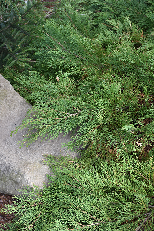 Celtic Pride Siberian Cypress (Microbiota decussata 'Prides') at Wagner Nursery & Landscape