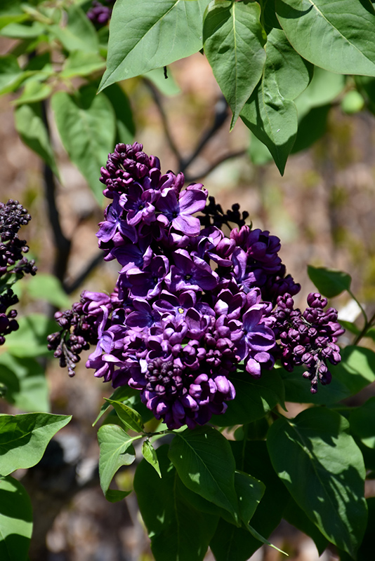 Agincourt Beauty Lilac (Syringa vulgaris 'Agincourt Beauty') at Wagner Nursery & Landscape