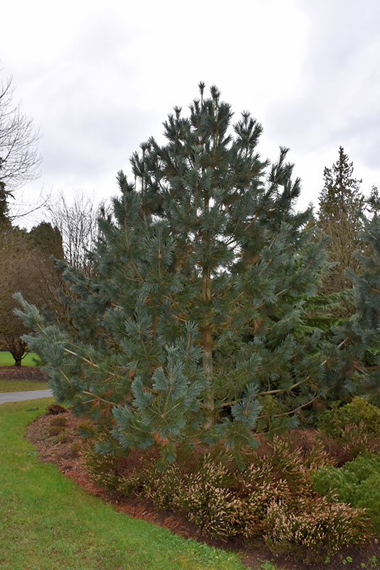 Limber Pine (Pinus flexilis) at Wagner Nursery & Landscape
