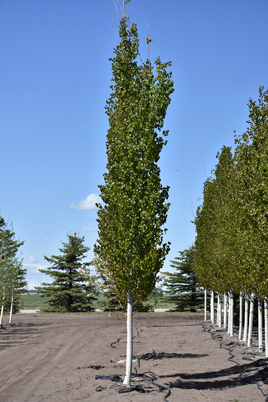 Forest Silver Aspen (Populus tremuloides 'Forest Silver') at Wagner Nursery & Landscape