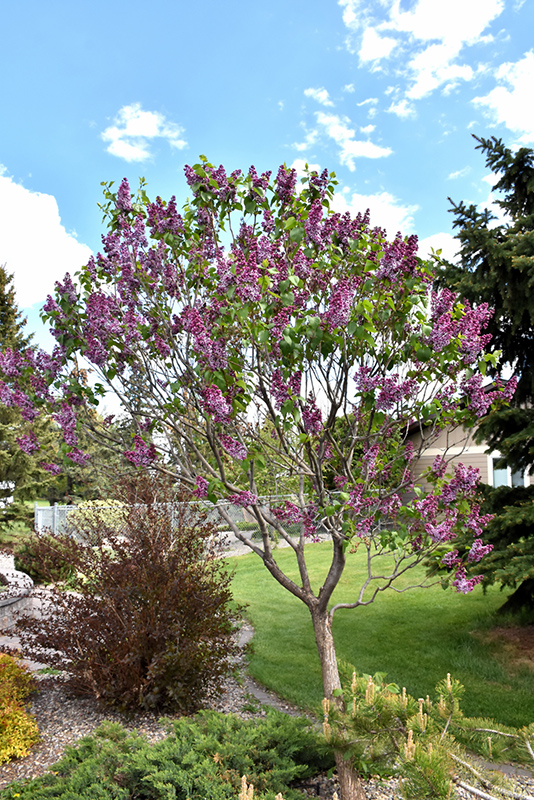 Sensation Lilac (Syringa vulgaris 'Sensation') at Wagner Nursery & Landscape