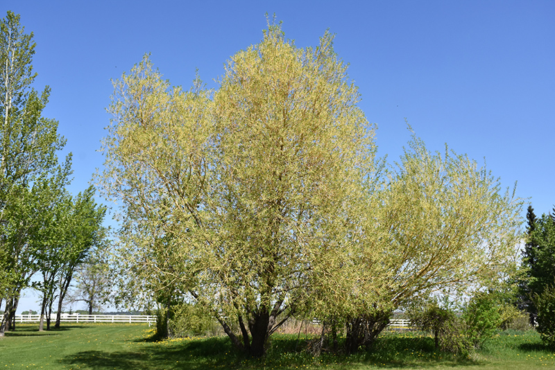 Golden Willow (Salix alba 'Vitellina') at Wagner Nursery & Landscape