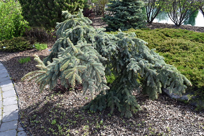 Weeping Blue Spruce (Picea pungens 'Pendula') at Wagner Nursery & Landscape
