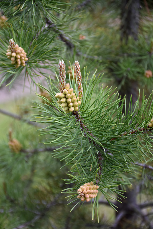 Lodgepole Pine (Pinus contorta 'var. latifolia') at Wagner Nursery & Landscape