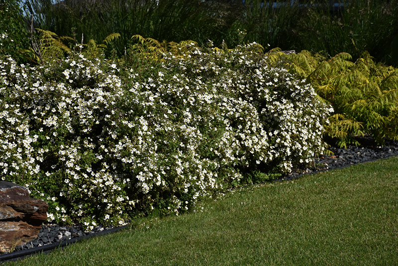 McKay's White Potentilla (Potentilla fruticosa 'McKay's White') at Wagner Nursery & Landscape