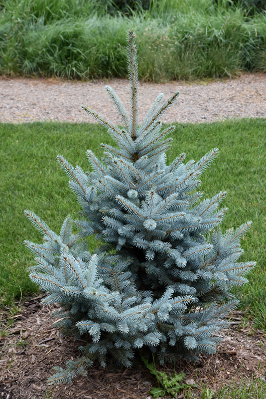 Bonny Blue Blue Spruce (Picea pungens 'Bonny Blue') at Wagner Nursery & Landscape