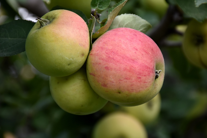 Norland Apple (Malus 'Norland') at Wagner Nursery & Landscape
