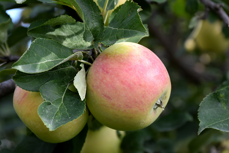 Goodland Apple (Malus 'Goodland') at Wagner Nursery & Landscape