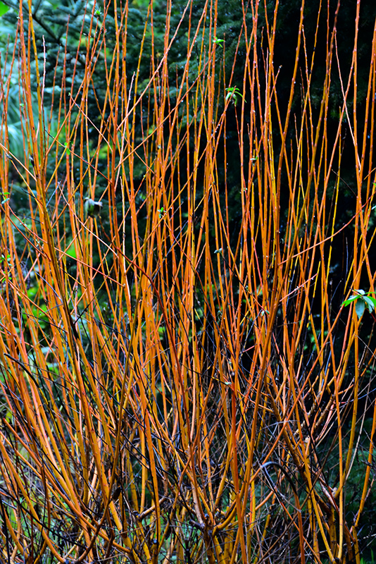 Flame Willow (Salix 'Flame') at Wagner Nursery & Landscape