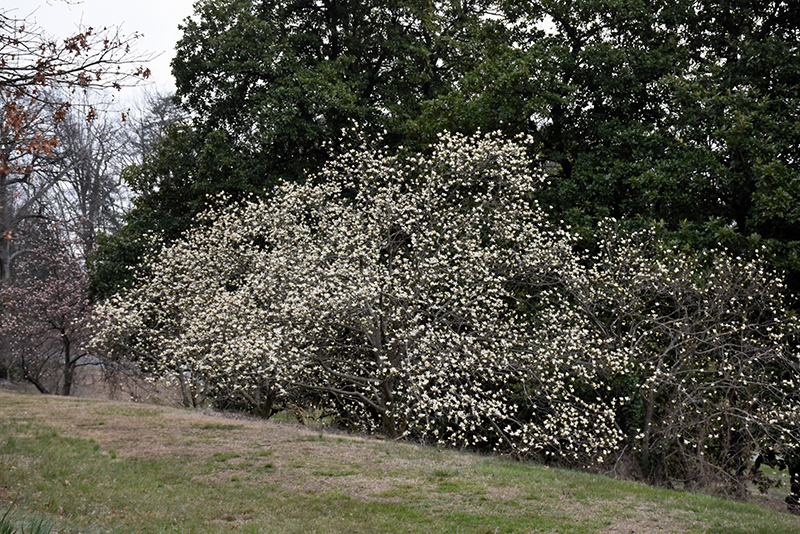 Norman Gould Magnolia (Magnolia x loebneri 'Norman Gould') at Wagner Nursery & Landscape