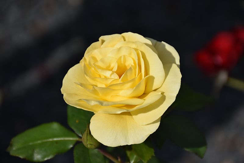 High Voltage Rose (Rosa 'BAIage') at Wagner Nursery & Landscape