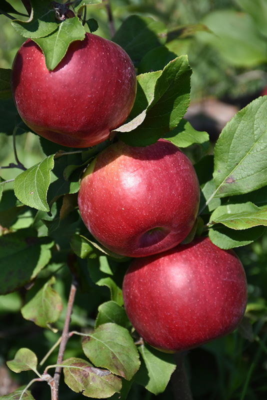 Hazen Apple (Malus 'Hazen') at Wagner Nursery & Landscape