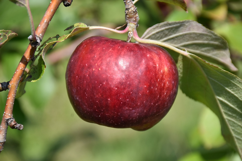 Frostbite Apple (Malus 'MN 447') at Wagner Nursery & Landscape